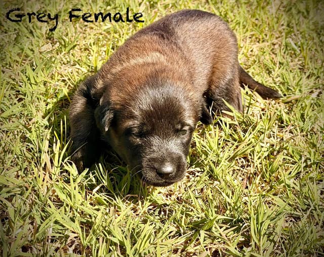 Belgian Malinois Puppies media 11