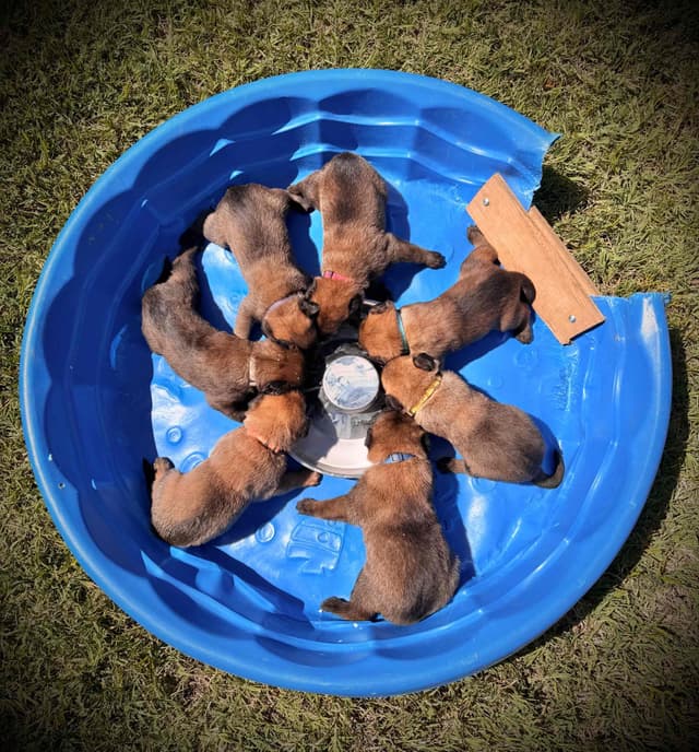 Belgian Malinois Puppies media 12