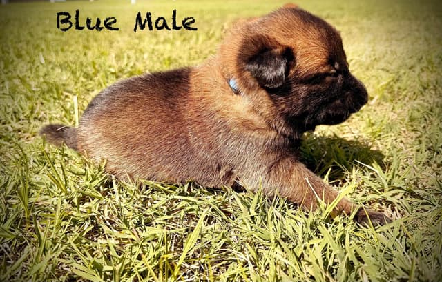 Belgian Malinois Puppies media 13
