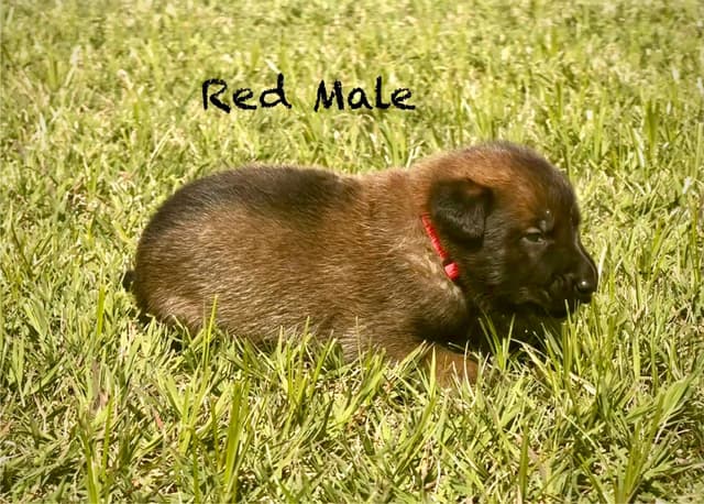 Belgian Malinois Puppies media 14