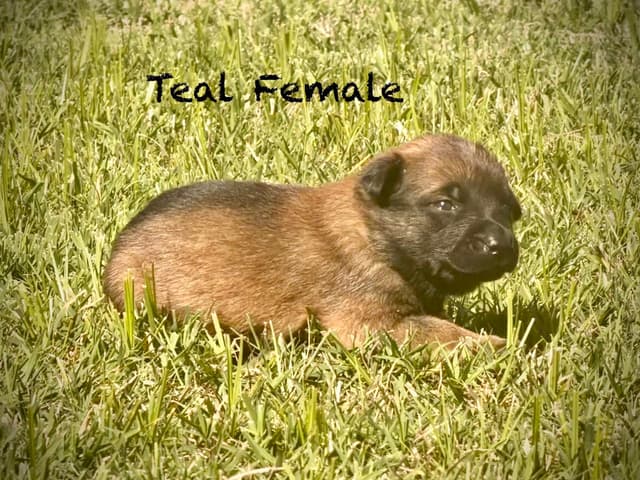 Belgian Malinois Puppies media 15