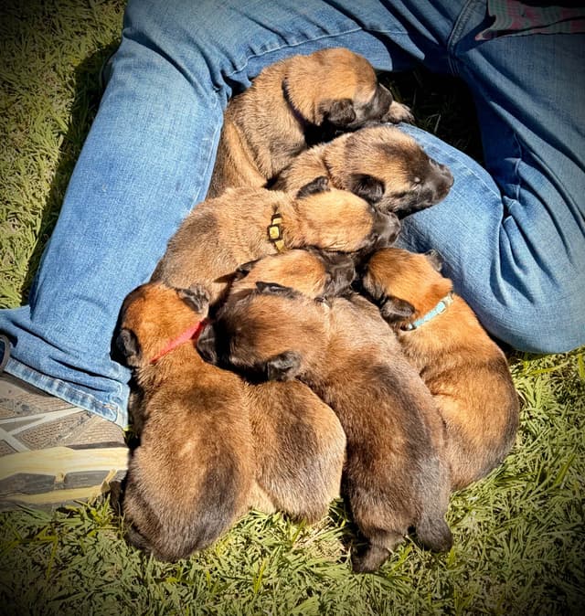 Belgian Malinois Puppies media 16