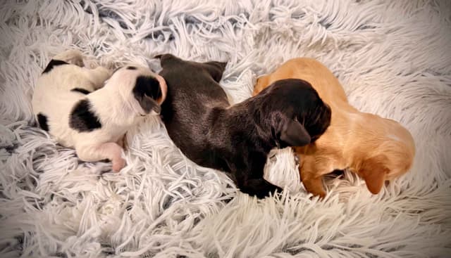 English Cocker Spaniel Puppies media 8