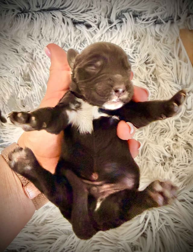 English Cocker Spaniel Puppies media 4