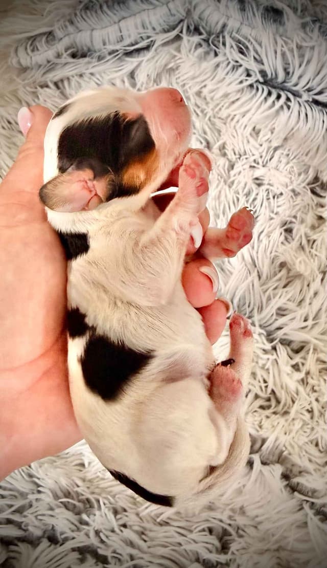 English Cocker Spaniel Puppies media 5