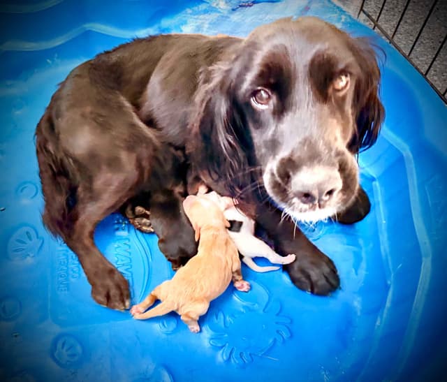 English Cocker Spaniel Puppies media 6