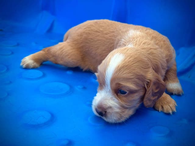 English Cocker Spaniel Puppies media 10