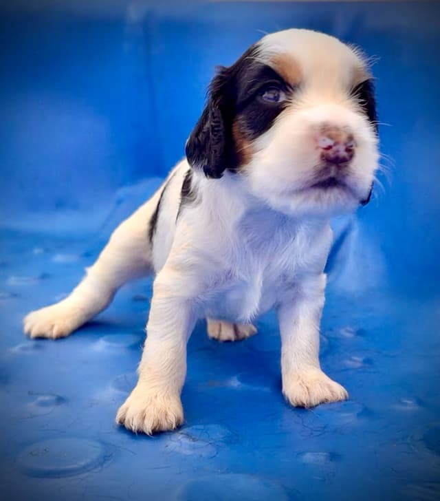 English Cocker Spaniel Puppies media 14