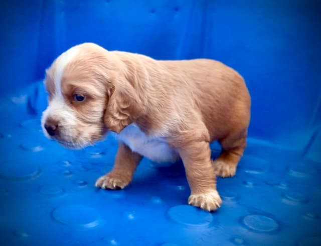 English Cocker Spaniel Puppies media 11