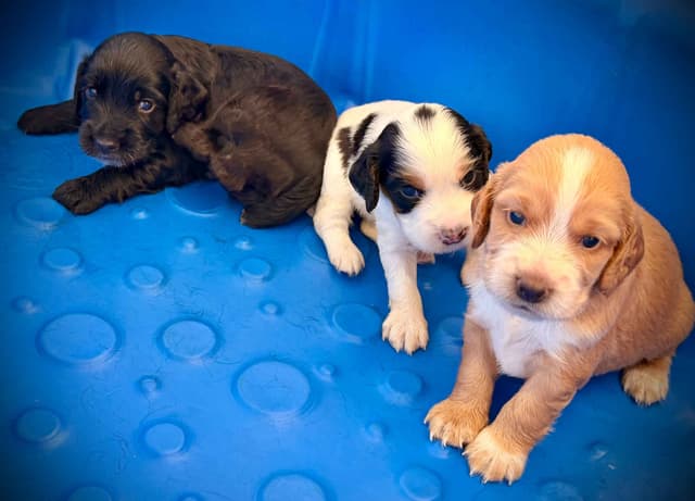 English Cocker Spaniel Puppies media 9