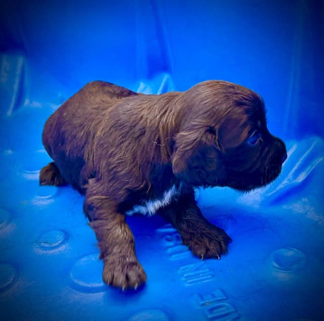 English Cocker Spaniel Puppies media 13