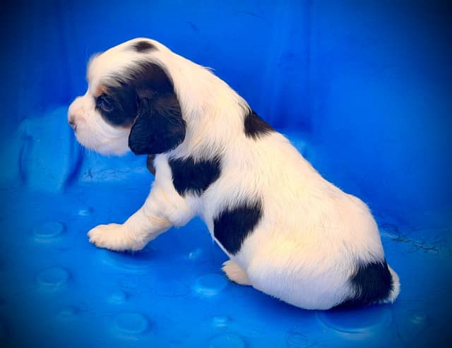 English Cocker Spaniel Puppies media 15