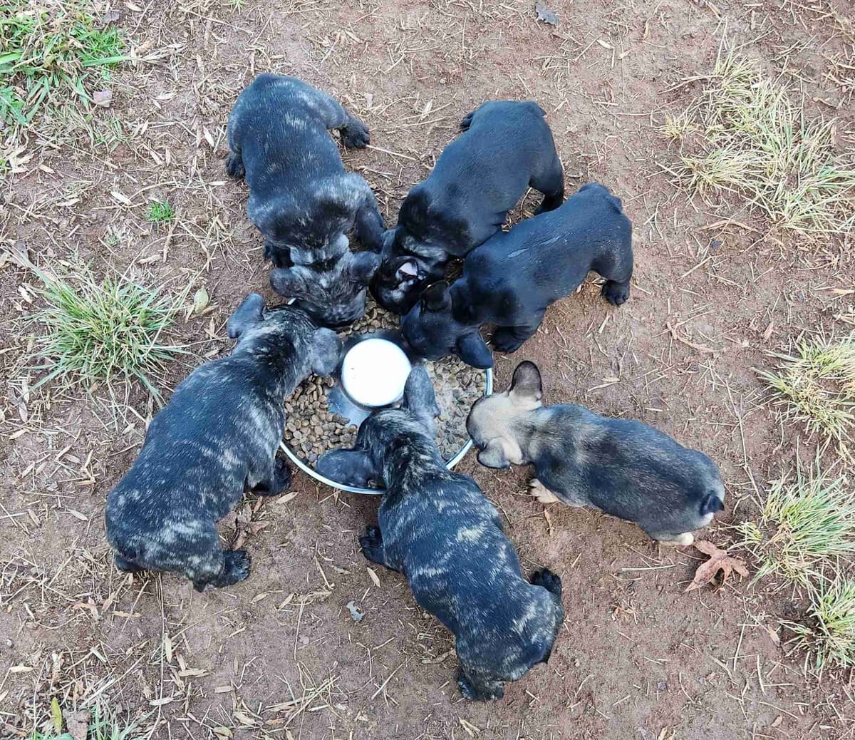 TRBC French Bulldogs! breeder image 3