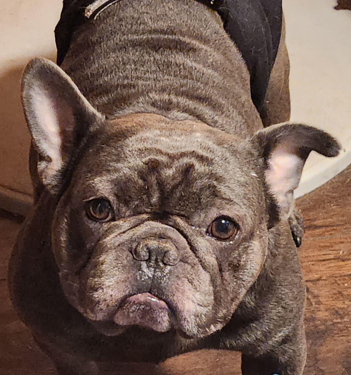TRBC French Bulldogs! breeder image 2