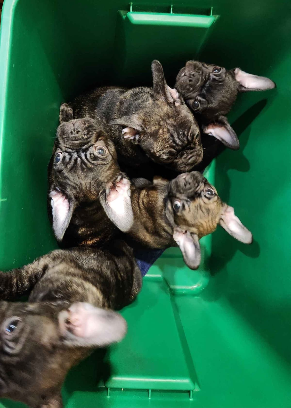 TRBC French Bulldogs! breeder image 4