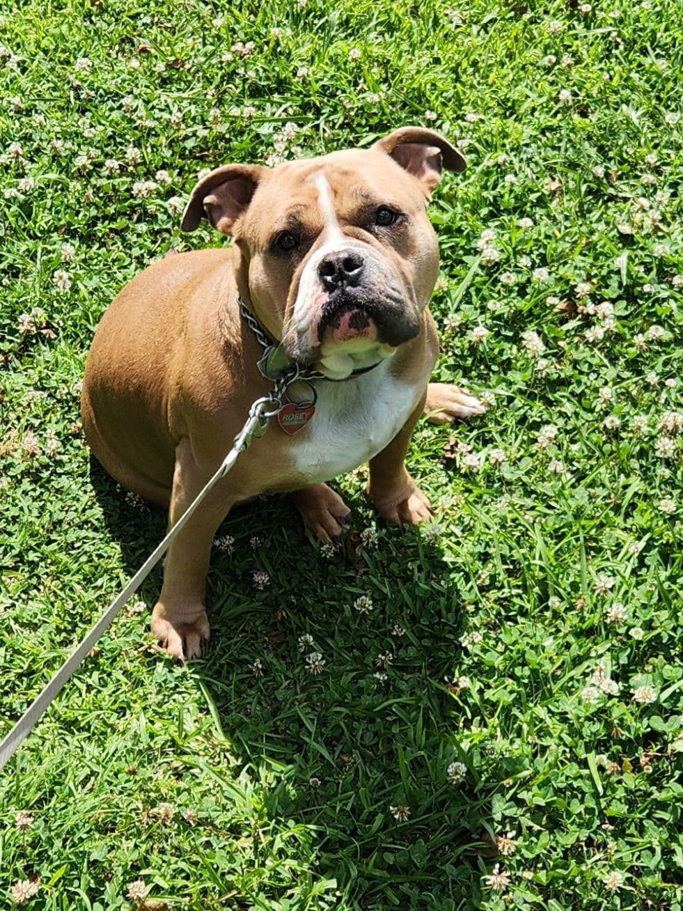 TRBC French Bulldogs! breeder image 7