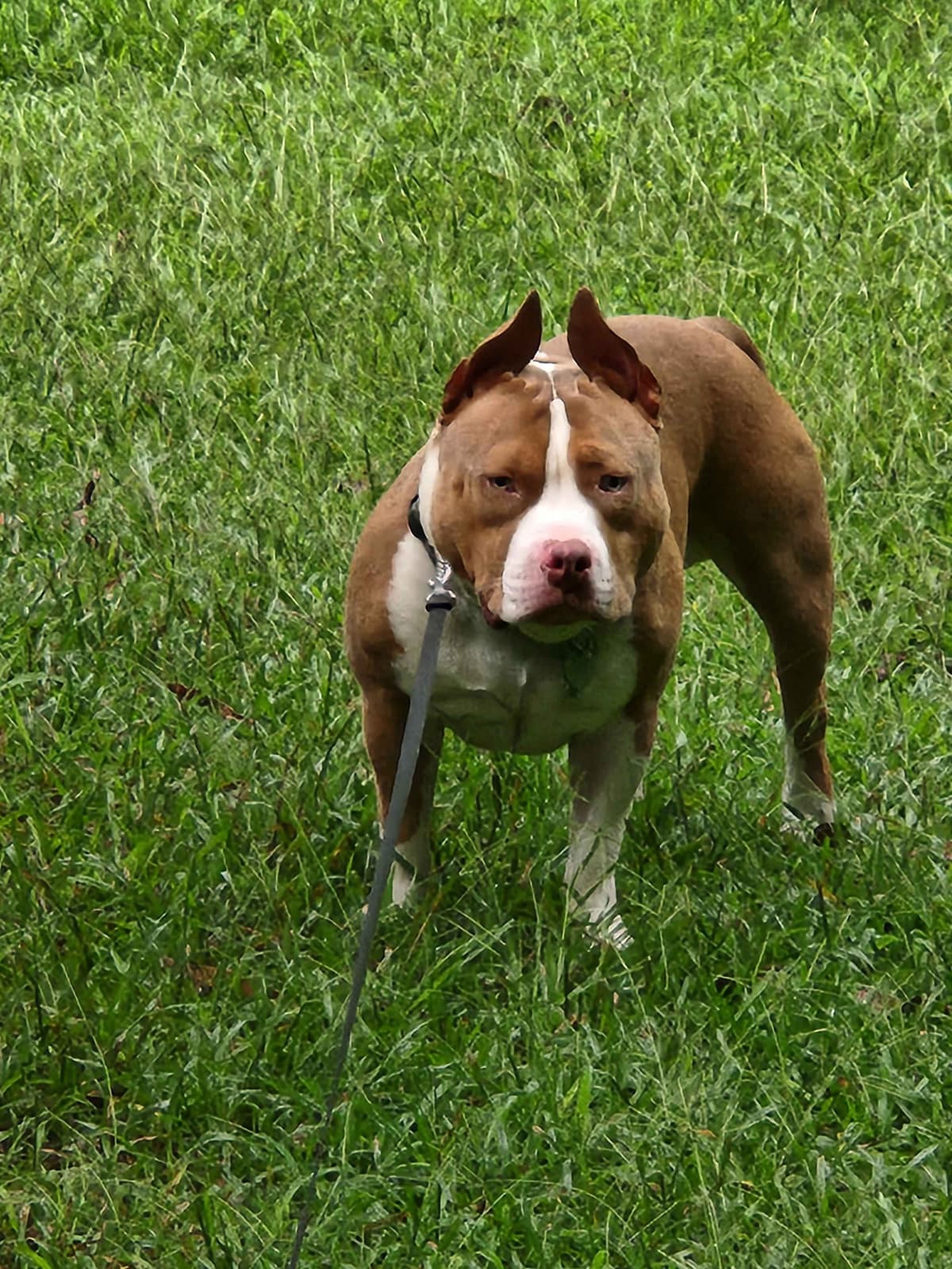 TRBC French Bulldogs! breeder image 6