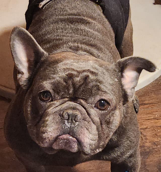 TRBC French Bulldogs! media 4
