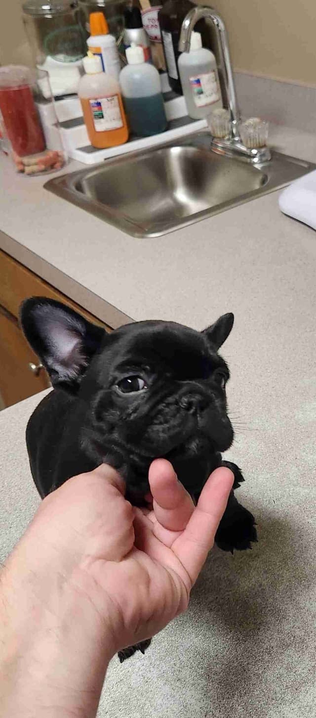 TRBC French Bulldogs! media 8