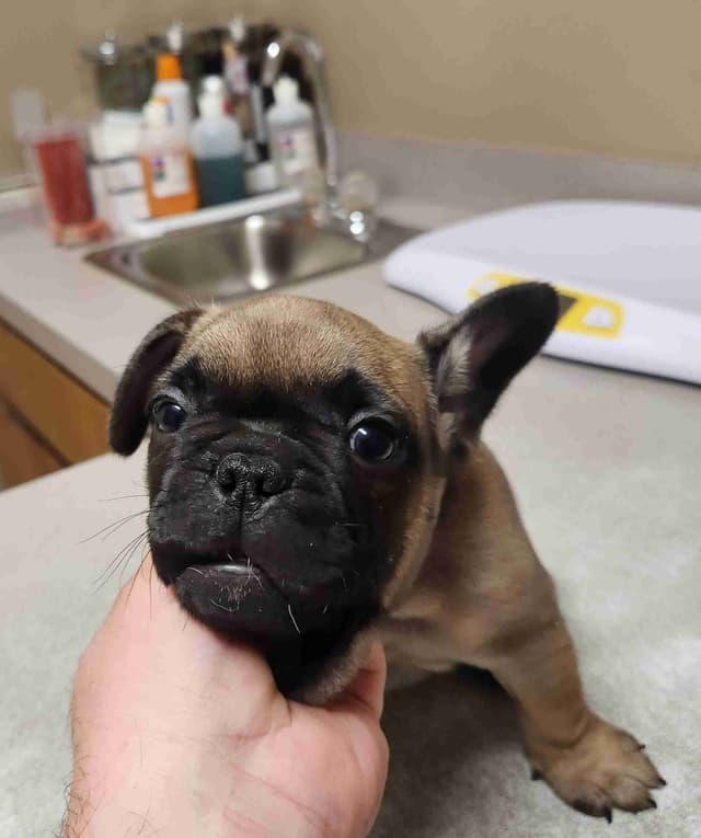 TRBC French Bulldogs! media 5