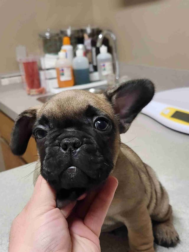 TRBC French Bulldogs! media 6
