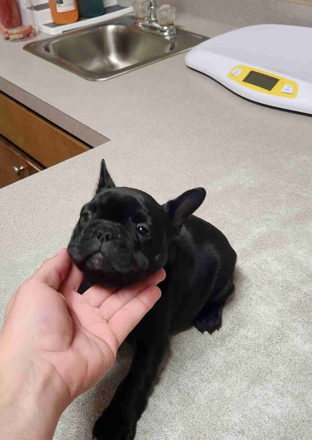 TRBC French Bulldogs! media 7
