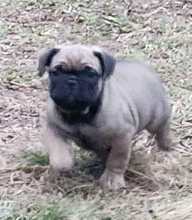 TRBC French Bulldogs! media 10