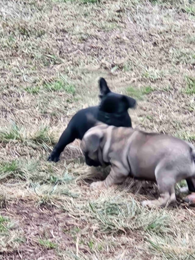 TRBC French Bulldogs! media 11
