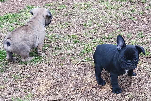 TRBC French Bulldogs! media 12