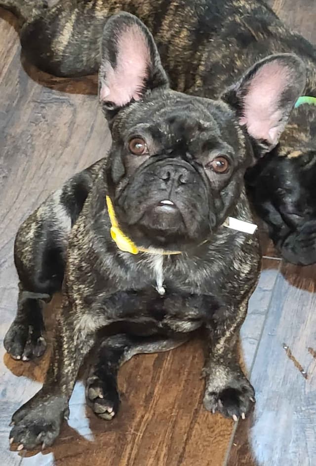 TRBC French Bulldogs! media 3