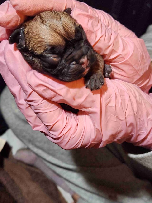 TRBC French Bulldogs! media 14