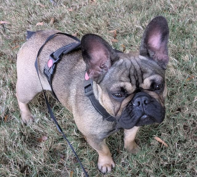 TRBC French Bulldogs! media 16