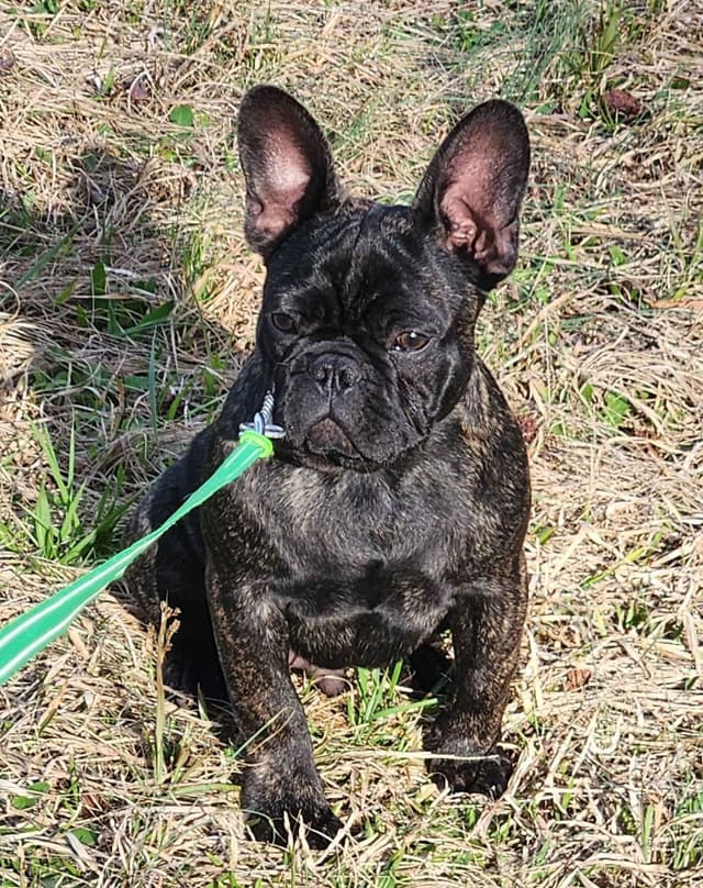 TRBC French Bulldogs! media 17