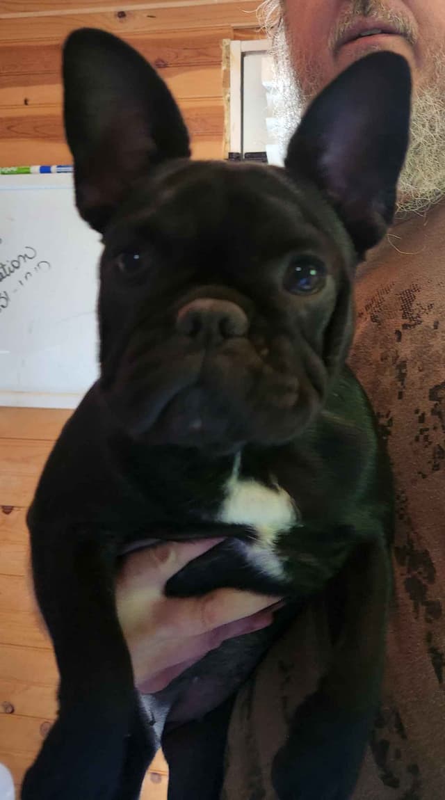 TRBC French Bulldogs! media 19
