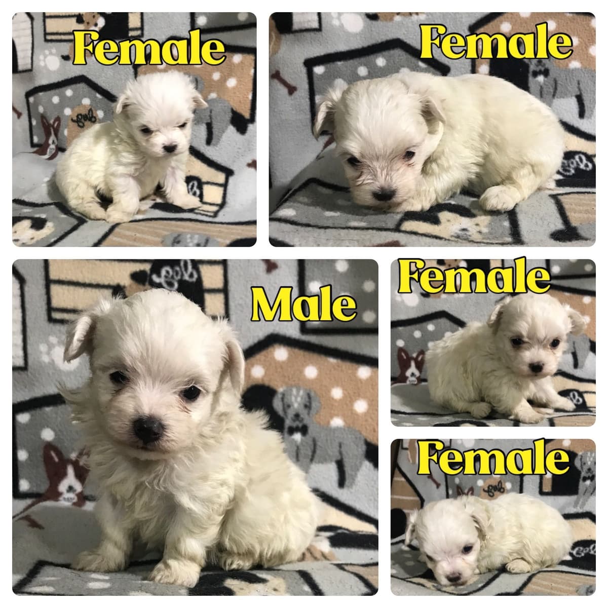 AKC MALTESE PUPPIES breeder image 1