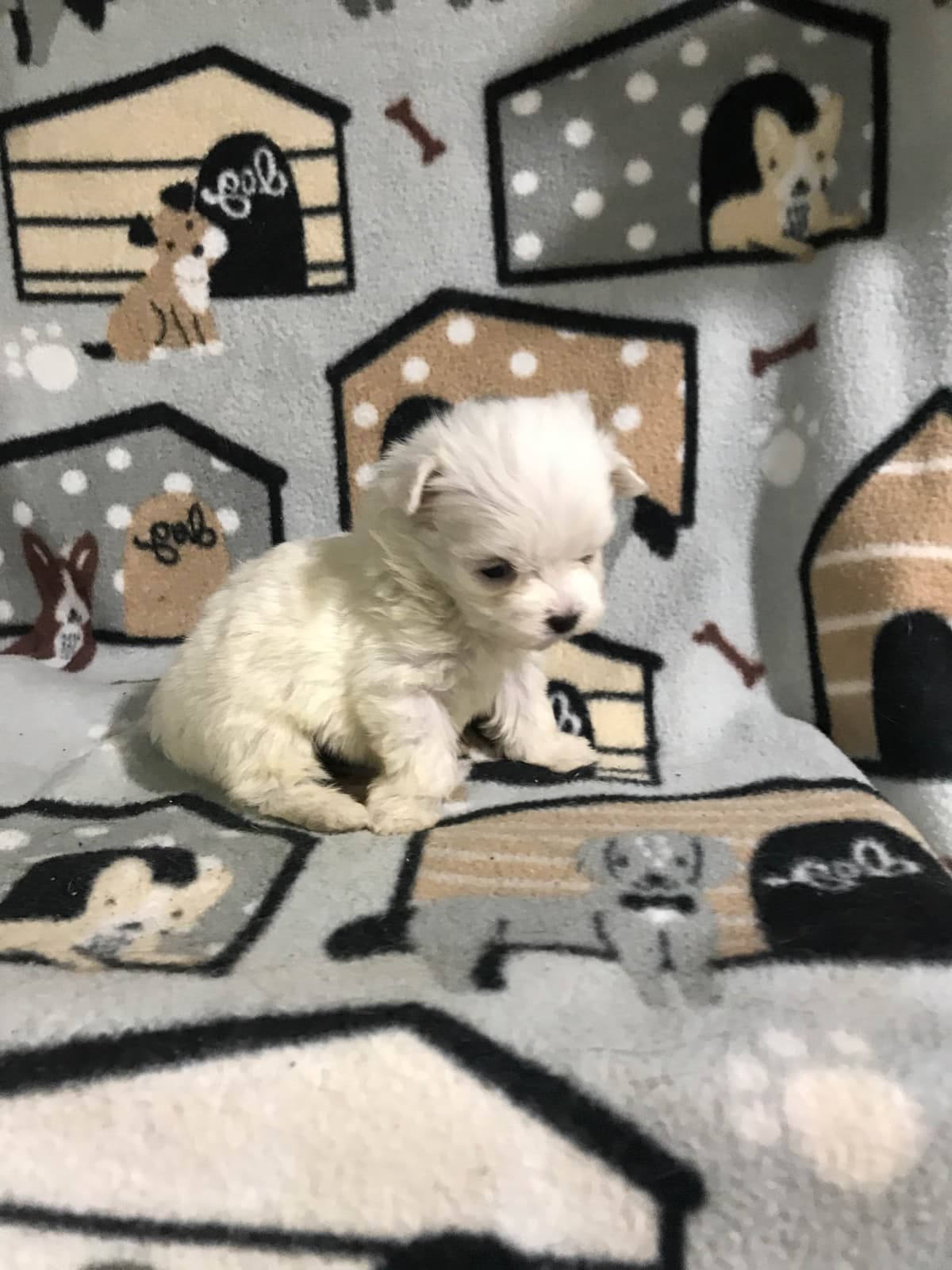 AKC MALTESE PUPPIES breeder image 2