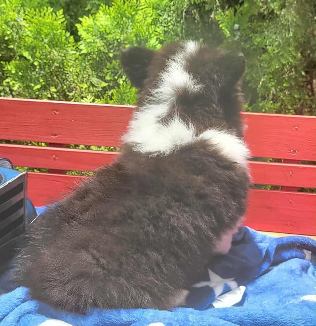 Pembroke Welsh Corgi Puppies media 2