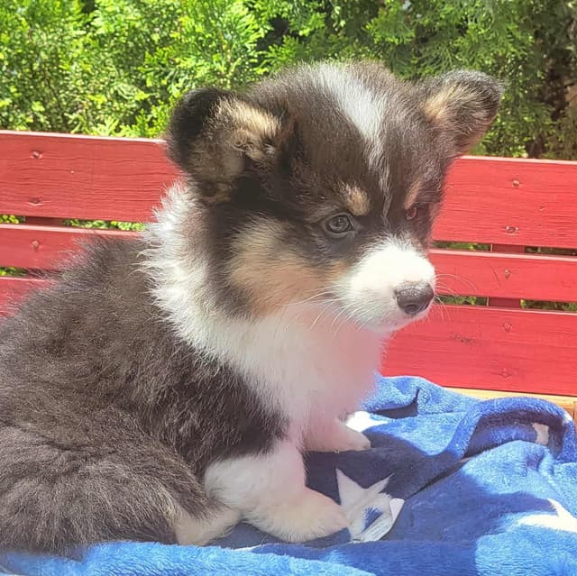 Pembroke Welsh Corgi Puppies media 3