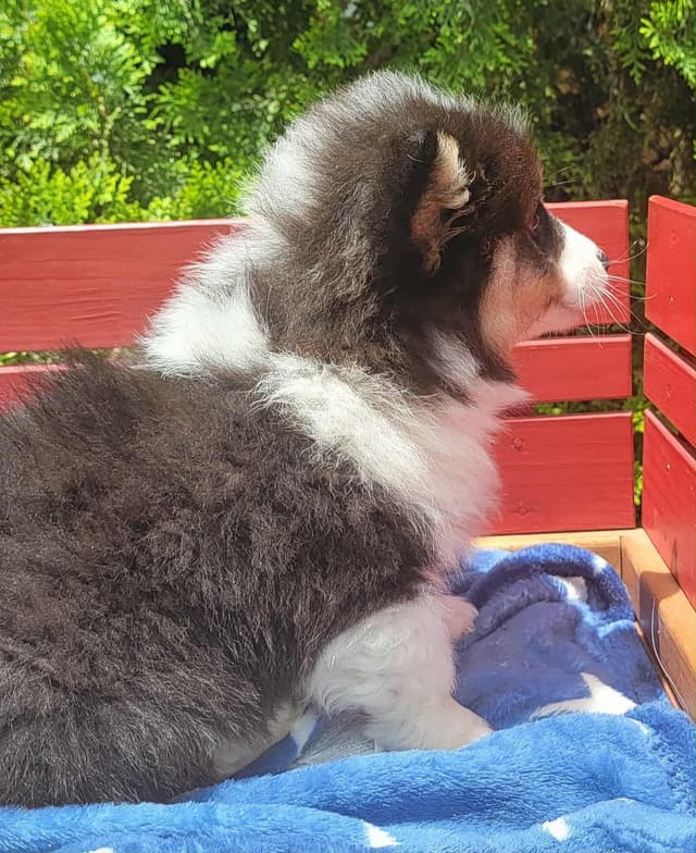 Pembroke Welsh Corgi Puppies media 4
