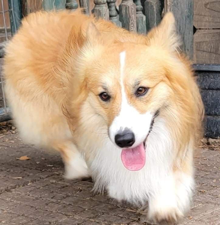 Pembroke Welsh Corgi Puppies breeder image 23