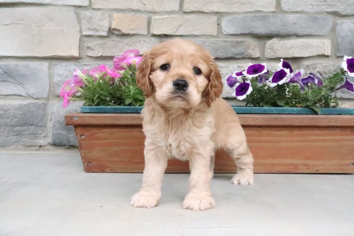 Cocker Spaniel Puppies breeder image 2