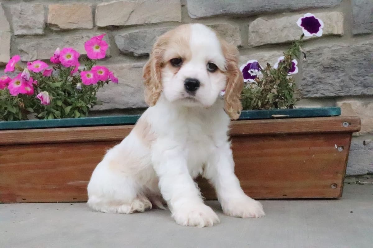 Cocker Spaniel Puppies breeder image 3