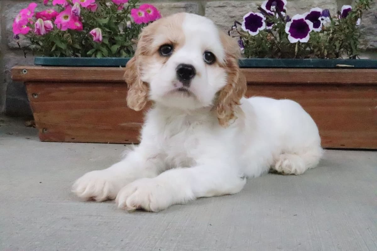 Cocker Spaniel Puppies breeder image 4