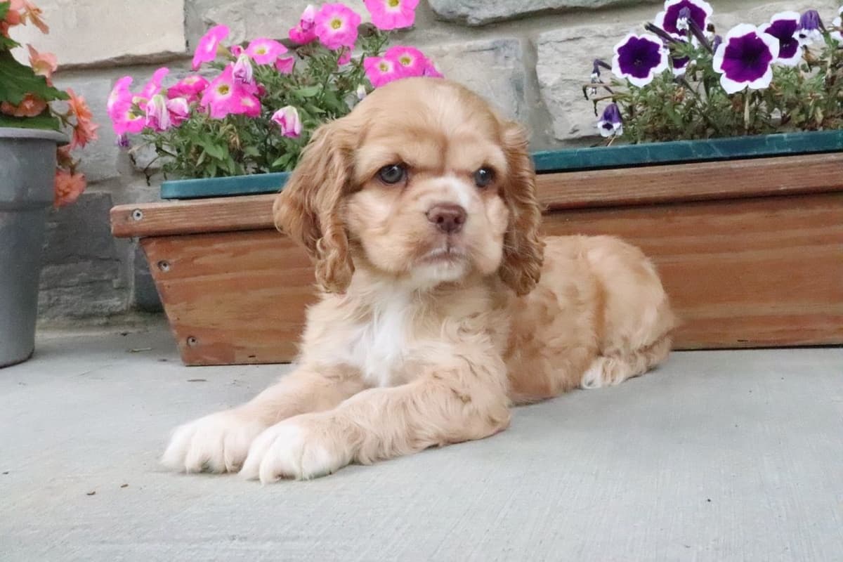 Cocker Spaniel Puppies breeder image 5