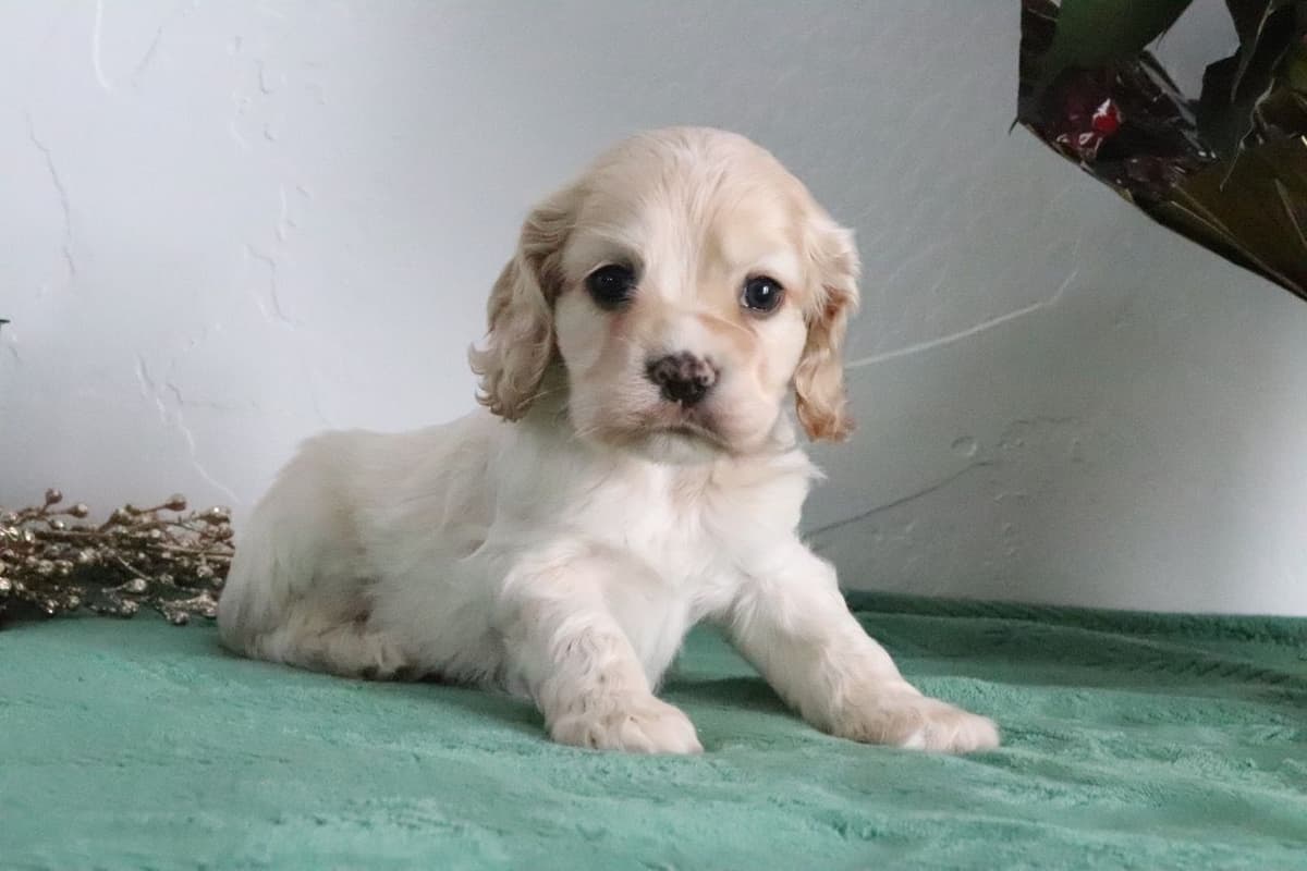 Cocker Spaniel Puppies breeder image 7