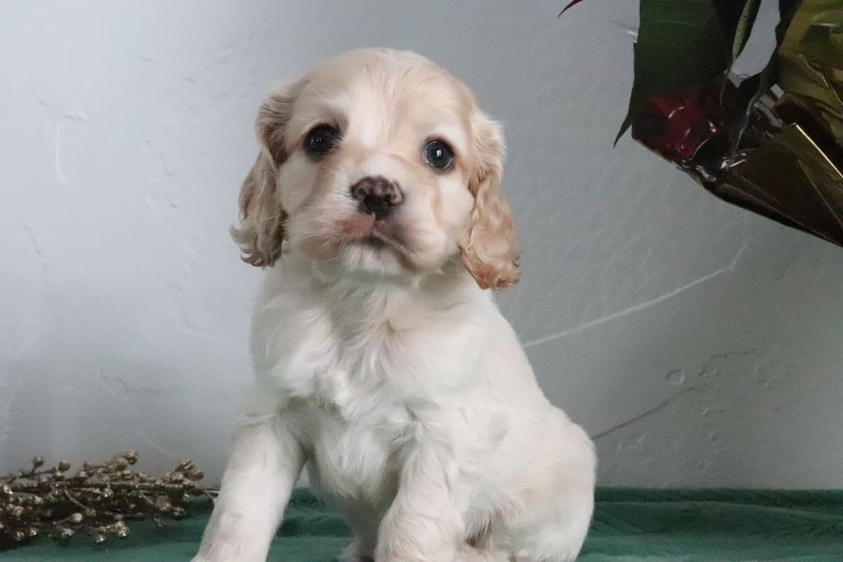 Cocker Spaniel Puppies breeder image 8