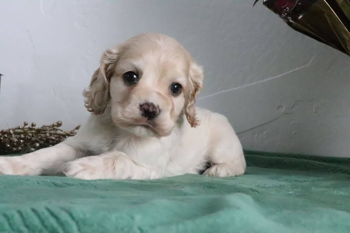Cocker Spaniel Puppies breeder image 9