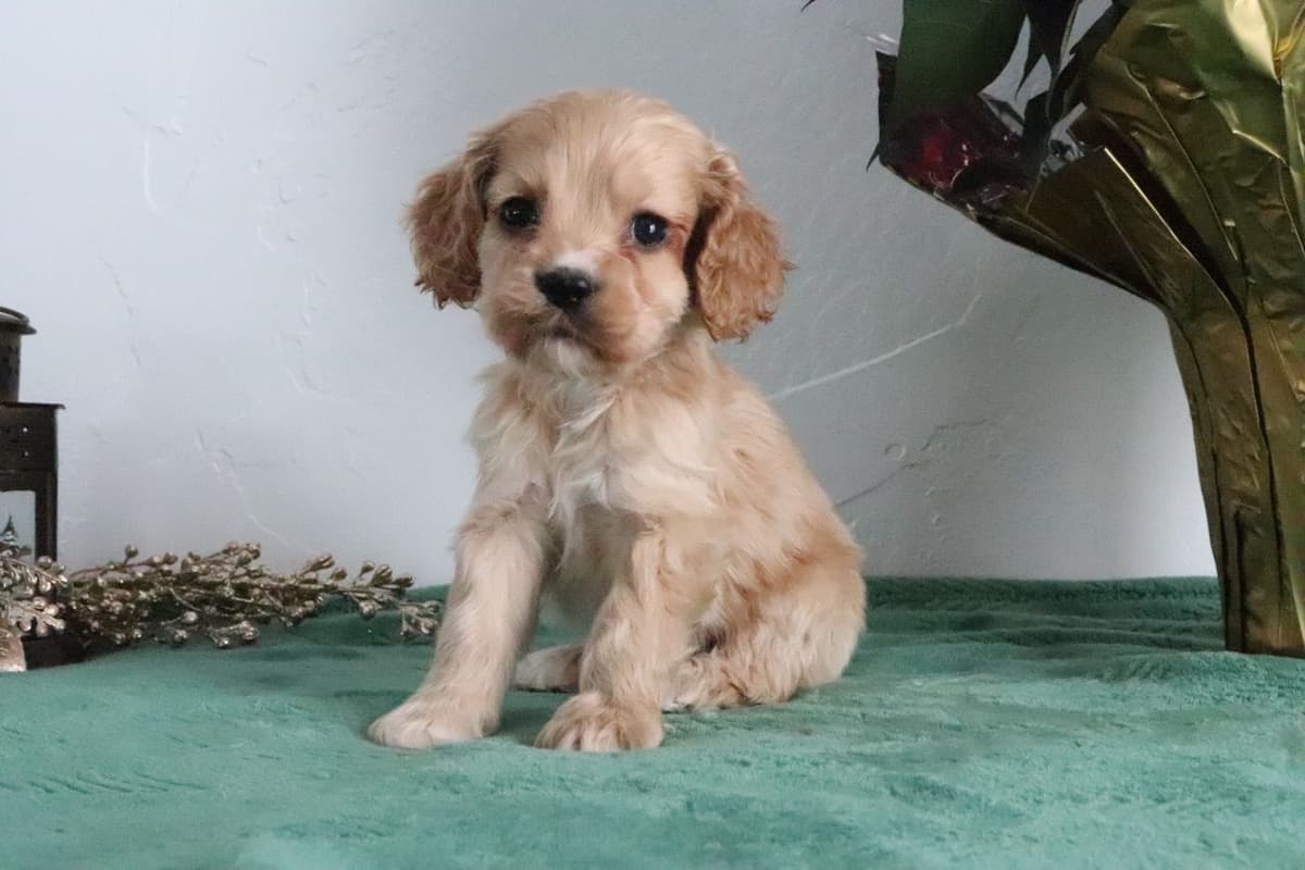 Cocker Spaniel Puppies breeder image 11