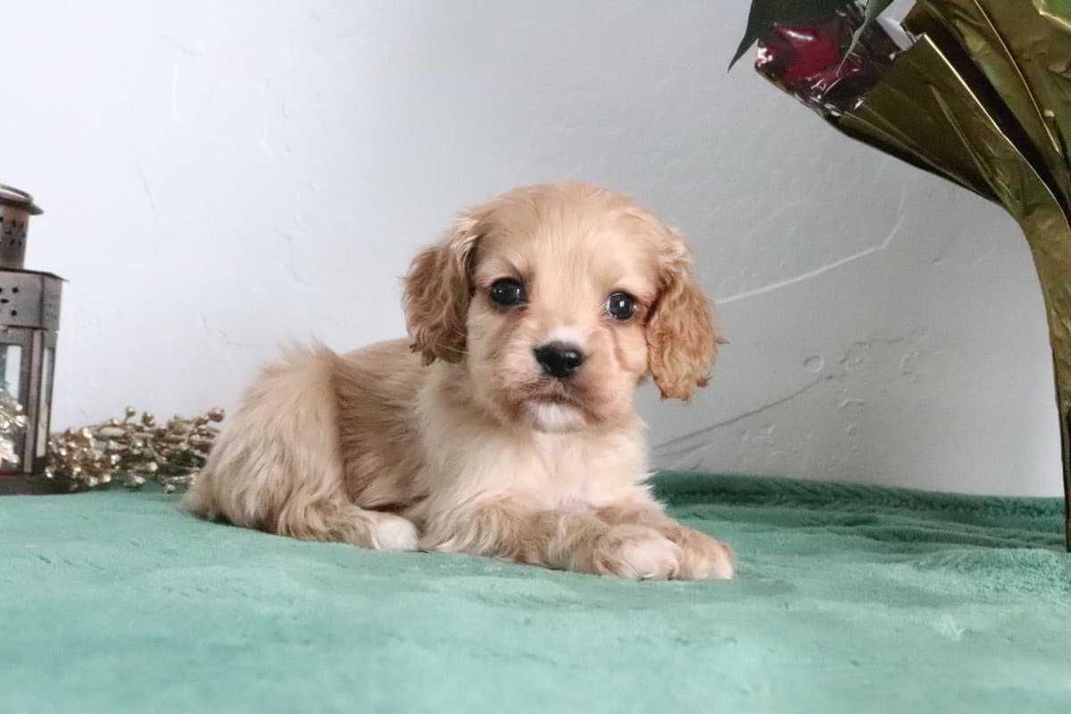 Cocker Spaniel Puppies breeder image 12