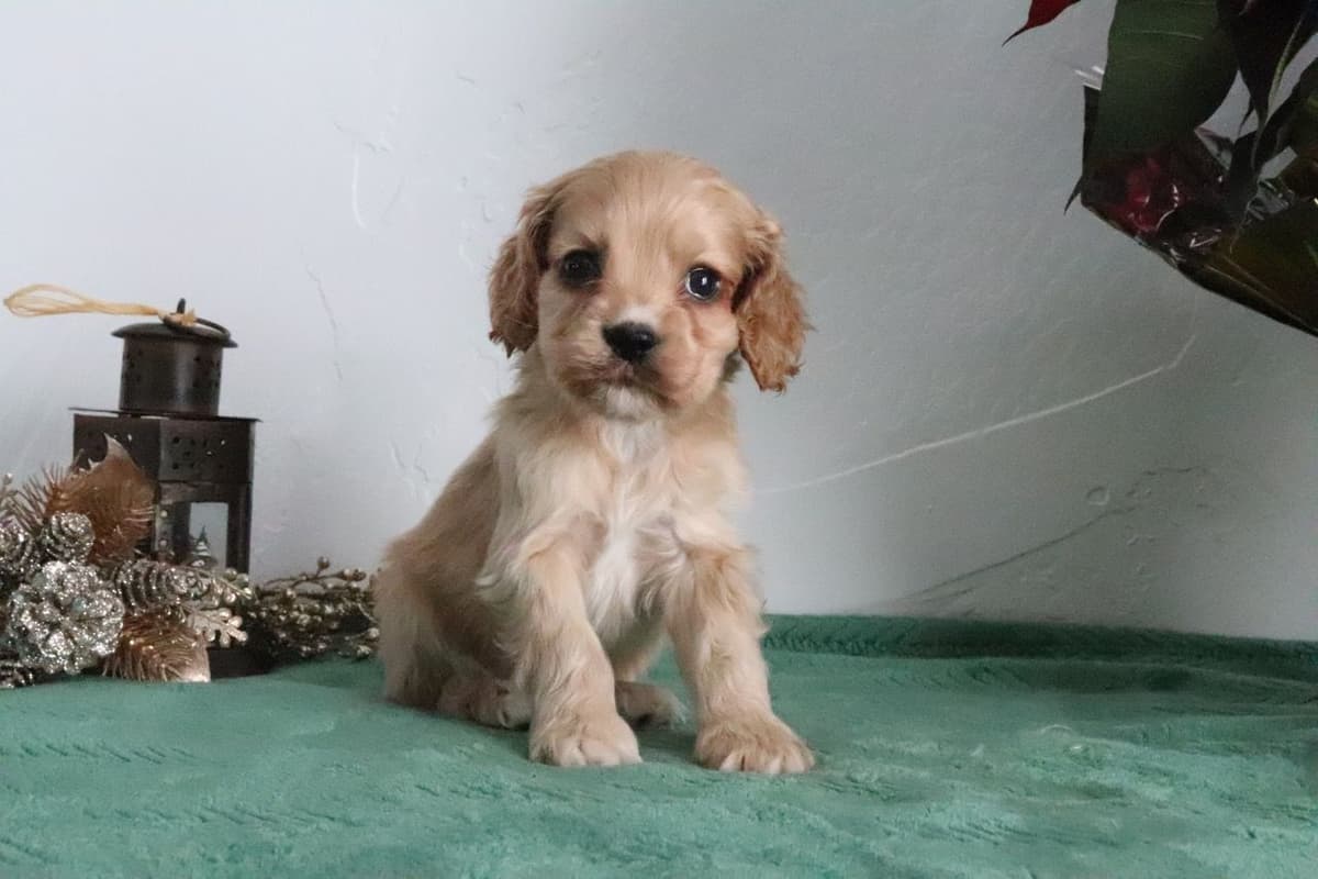 Cocker Spaniel Puppies breeder image 13